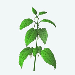 Urtica dioica