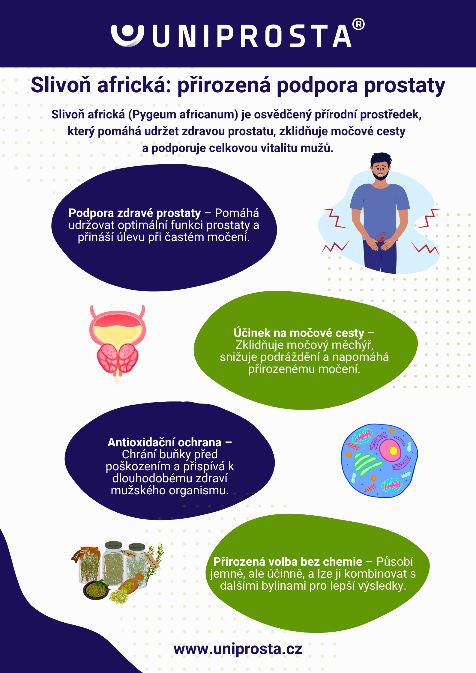 Infografika: az afrikai szilva hatásai lépésről lépésre