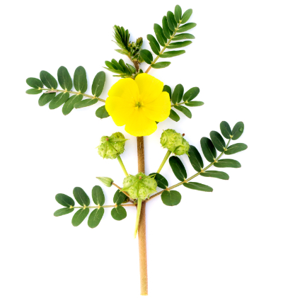 Tribulus terrestris a prosztata számára