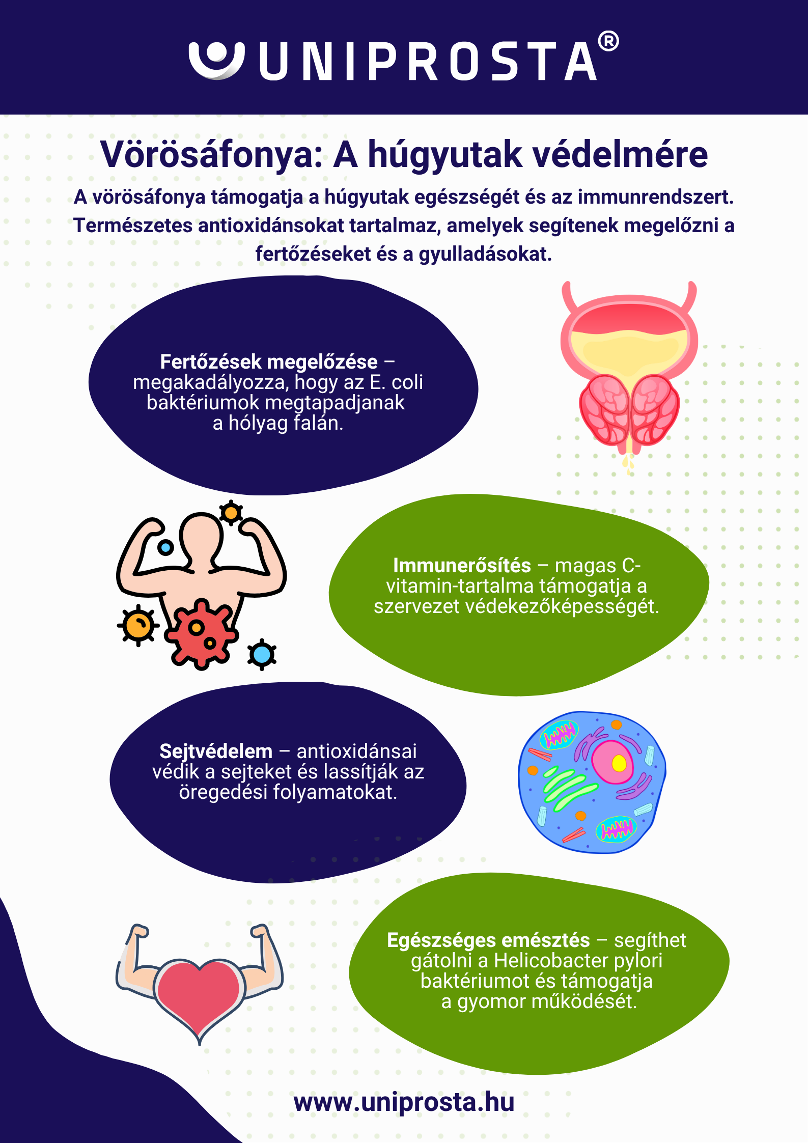 Infografika: A vörösáfonya hatása a húgyutak egészségére